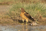 Image. Northern Harrier