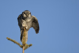 Image. Northern Hawk-Owl