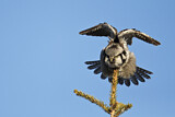 Image. Northern Hawk-Owl