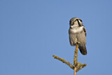 Image. Northern Hawk-Owl