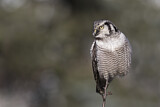 Image. Northern Hawk-Owl