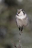Image. Northern Hawk-Owl