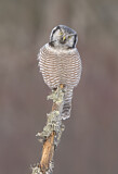 Image. Northern Hawk-Owl