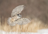 Image. Northern Hawk-Owl