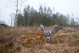 Image. Northern Hawk-Owl