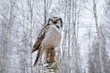 Image. Northern Hawk-Owl