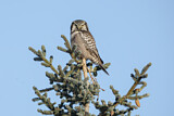 Image. Northern Hawk-Owl