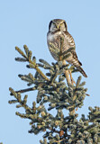 Image. Northern Hawk-Owl