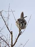 Image. Northern Hawk-Owl