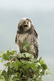 Image. Northern Hawk-Owl