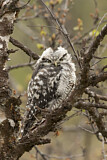Image. Northern Hawk-Owl