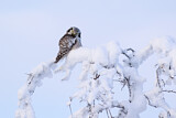Image. Northern Hawk-Owl