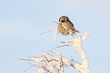 Image. Northern Hawk-Owl
