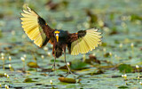 Image. Northern Jacana