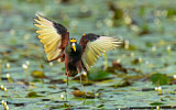 Image. Northern Jacana