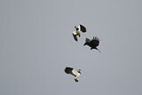 Image. Northern Lapwing & Carrion Crow