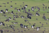 Image. Northern Lapwing & Common Starling