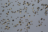 Image. Northern Lapwing & Common Starling