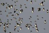 Image. Northern Lapwing & Common Starling