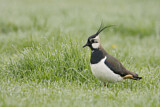 Image. Northern Lapwing