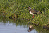 Image. Northern Lapwing