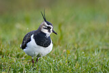 Image. Northern Lapwing