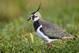 Image. Northern Lapwing