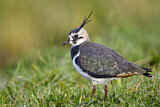 Image. Northern Lapwing