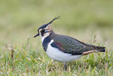 Image. Northern Lapwing