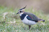Image. Northern Lapwing