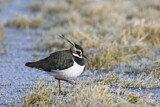Image. Northern Lapwing