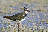 Image. Northern Lapwing