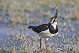 Image. Northern Lapwing