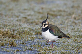 Image. Northern Lapwing