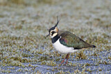 Image. Northern Lapwing