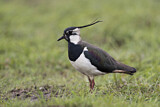 Image. Northern Lapwing