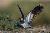 Image. Northern Lapwing
