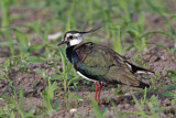 Image. Northern Lapwing