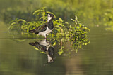 Image. Northern Lapwing