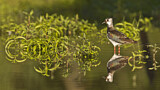 Image. Northern Lapwing
