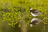 Image. Northern Lapwing