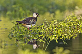 Image. Northern Lapwing