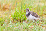 Image. Northern Lapwing
