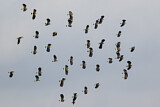 Image. Northern Lapwing