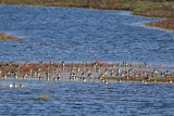 Image. Northern Lapwing