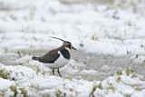Image. Northern Lapwing