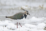 Image. Northern Lapwing