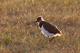 Image. Northern Lapwing