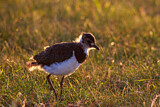 Image. Northern Lapwing