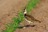 Image. Northern Lapwing